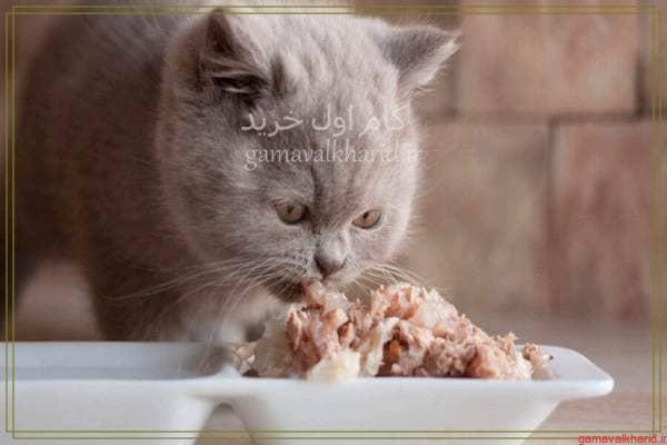 Cat food 1 - راهنمای خرید غذای گربه خشک و کنسرو شده+(معرفی 30+مدل پرفروش)