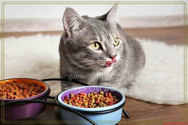 Cat food 2 - راهنمای خرید غذای گربه خشک و کنسرو شده+(معرفی 30+مدل پرفروش)