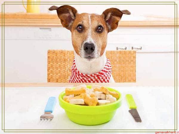 dog food 1 - راهنمای خرید بهترین غذای سگ ایرانی و خارجی ارزان+(معرفی 28 مدل)