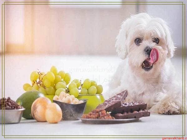 dog food 2 - راهنمای خرید بهترین غذای سگ ایرانی و خارجی ارزان+(معرفی 28 مدل)