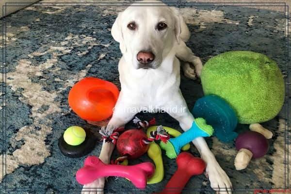 Dog toys - معرفی 30 مدل از بهترین اسباب بازی سگ در بازار